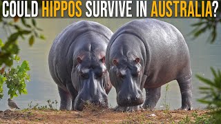 Watch Hippos Australia video