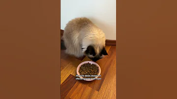 Можно ли кошке есть яйца