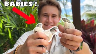 HATCHING OUT RARE BABY LIZARDS !