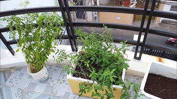 #68 Cách trồng và nhân giống cây CÚC TẦN ẤN ĐỘ