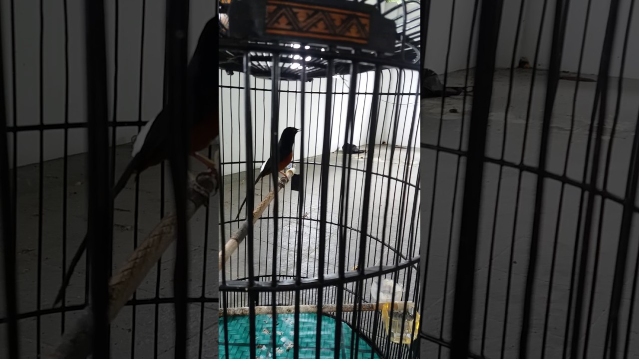 Murai Batu Ekor Hitam Shorum Aknes Motor By Dedek Saputra