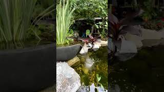 gazebo cantik dengan kolam ikan koi #shorts #koi #fish