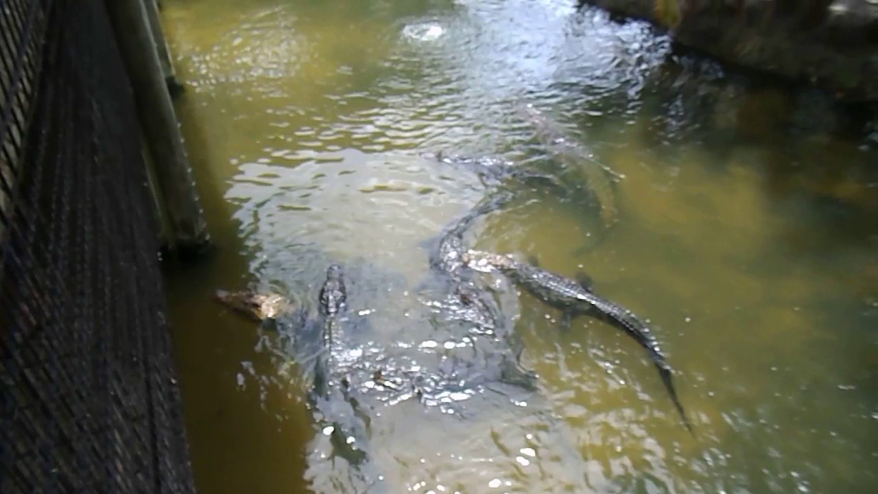 history of violence Billie's Swamp Safari - Gator Pond - Seminole Indian Reservation - Everglades