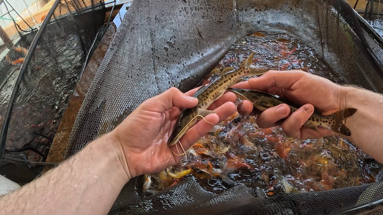 Em busca do pintado albino