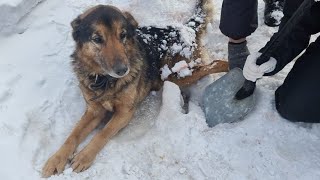 Раненый брошенный хозяином пёс вмерз в лёд /что с ним стало спустя год /Rescue of an injured dog