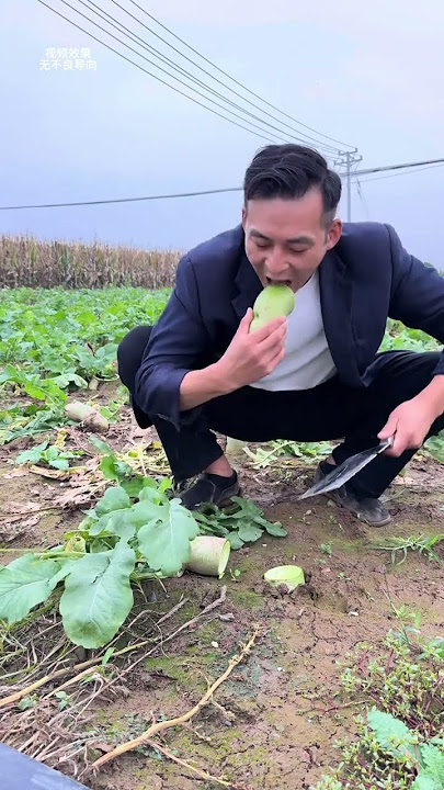 The process of picking radishes in the radish field