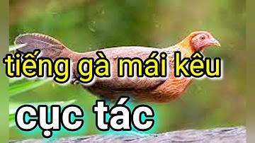 #gàmáirừng #gàrừngmái Gà rừng mái cục tác gọi trống | Tiếng gà mái rừng kêu cục tác kích trống