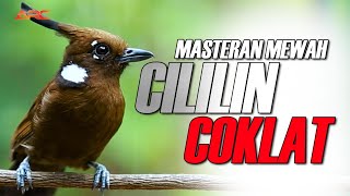 MASTERAN CILILIN COKLAT GACOR TEMBAKAN PANJANG AUDIO JERNIH