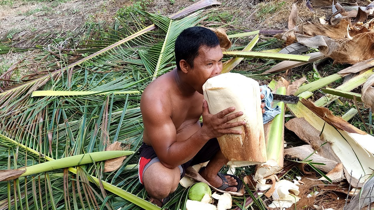 Download How to get Heart of (Coconut) Palm or Ubod ng Niyog