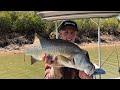 Pilbara Barra Buildup