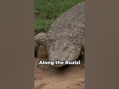 The DEADLIEST Animal to Ever Exist | Gustave the Nile Crocodile - YouTube