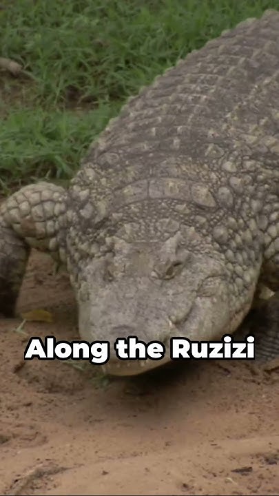 The DEADLIEST Animal to Ever Exist | Gustave the Nile Crocodile - YouTube