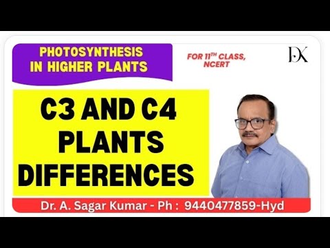Differences between C3 and C4 plants |Photosynthesis in higher plants ...