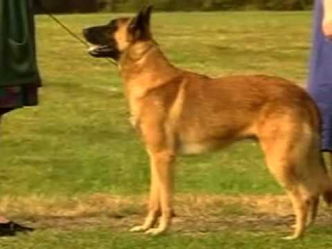 Malinois Ciobanesc Belgian Youtube