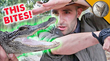 Which animal can bite us?