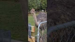 'Dina' our pet ostrich shows they are actually very clever birds.