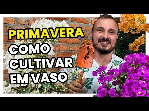 Vídeo: Como cuidar de rosas na primavera