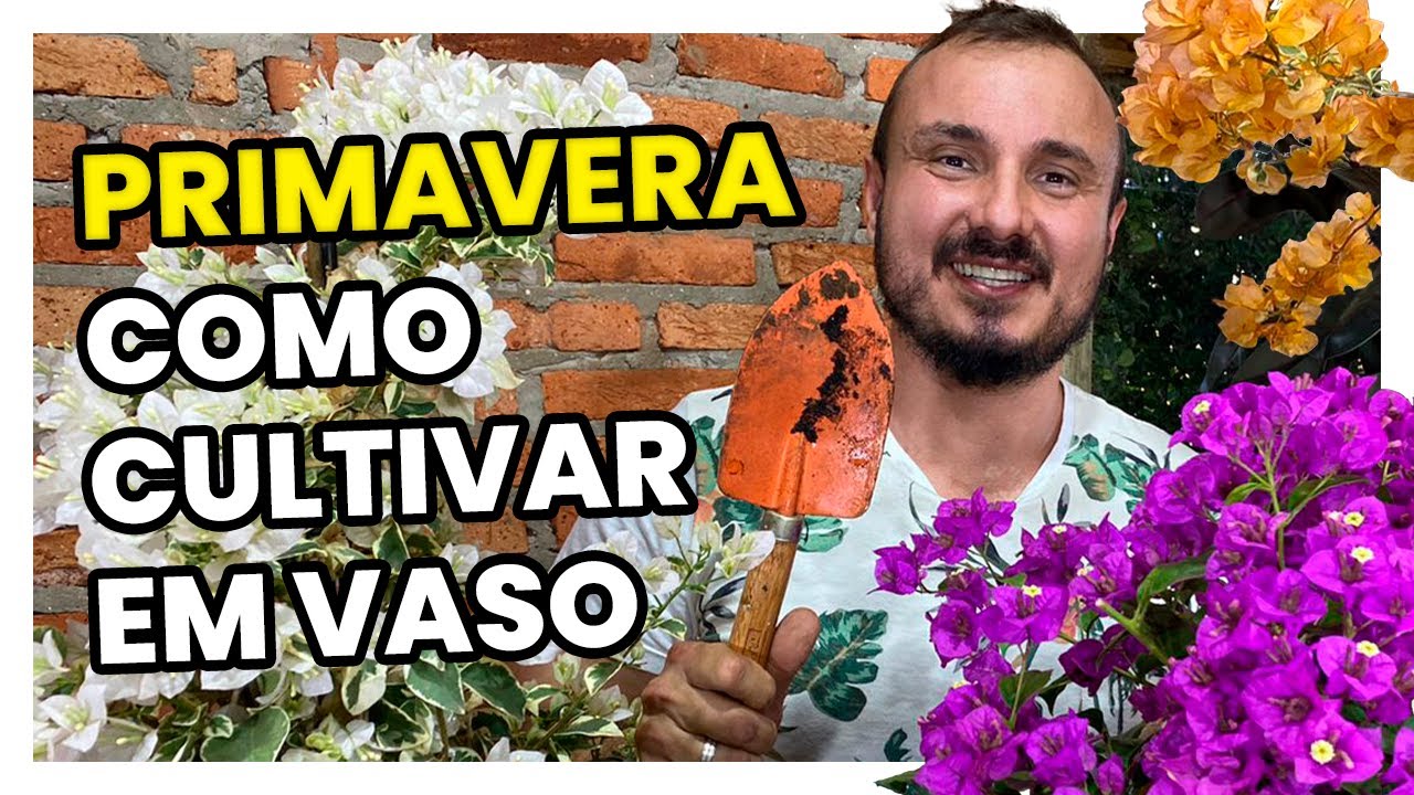 PRIMAVERA (BOUGAINVILLEA) | COMO CULTIVAR EM VASO - thptnganamst.edu.vn