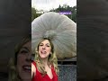 World’s Heaviest Pumpkin Breaks TWO Records! 🎃 | Newsround