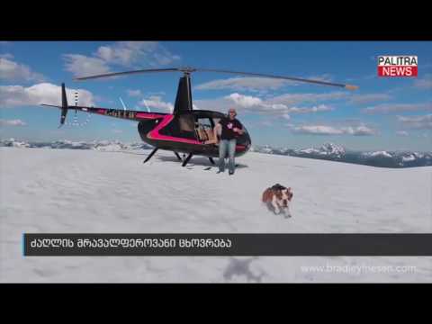 ძაღლის მრავალფეროვანი ცხოვრება