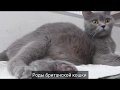 Роды беременной британской кошки / родила 3 котенка