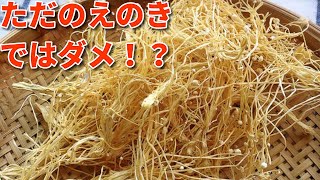 干しえのきがダイエットに有効だった！【豆知識】