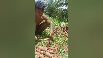 Harvesting cassava part 397 #shorts #farming #cassava #nature  #cassavaroots #cassavafarming