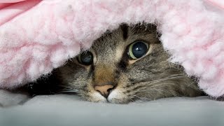 funny cats/Приколы котейки #1 2016 funny cats/Приколы котейки #1 2016