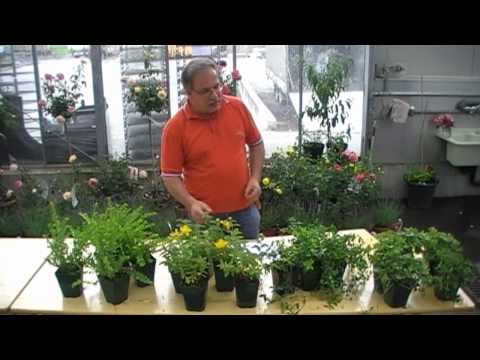 Video: Amsonia-Vermehrungsmethoden – Wie man Amsonia-Blüten vermehrt