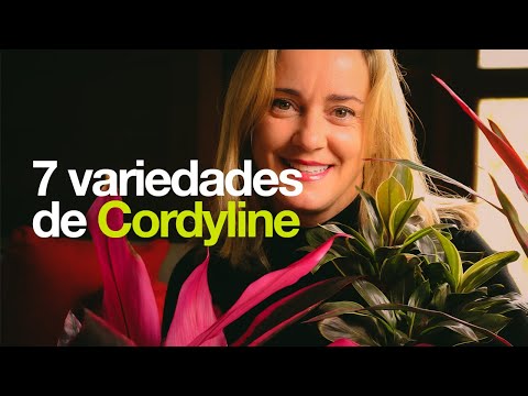 Vídeo: O que é uma planta de Cordyline - Informações sobre variedades de Cordyline