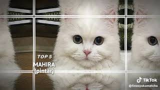 kucing imut