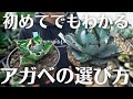 【後悔しないアガベの選び方。】まずはこれを見てから買いに行け！
