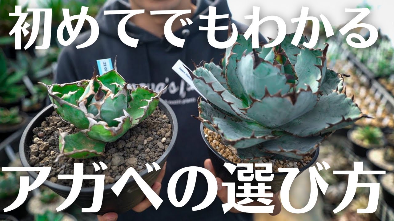 後悔しないアガベの選び方。】まずはこれを見てから買いに行け