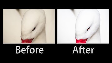 Abstract Wildlife Photography Editing in Lightroom 6 - Lightroom 5 Min Quick Edit #037