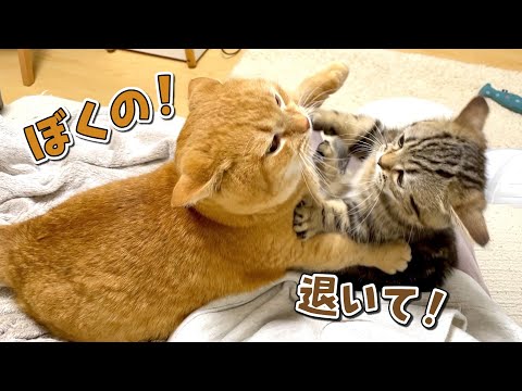 ママの膝の上を取り合う猫たちが尊い…