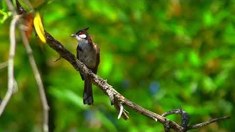 #15 Luyện nghe thụ động Tiếng Đức khi ngủ cho người mới bắt đầu - Kinh nghiệm Tự học tiếng đức