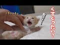 【子猫の成長記録】子猫をくすぐってみました(生後18日目)