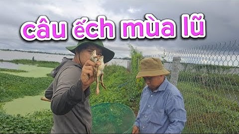 Câu ếch mùa lũ , địa điểm câu ếch một chổ câu quài khồng hết ếch - Cà Kê Vlog
