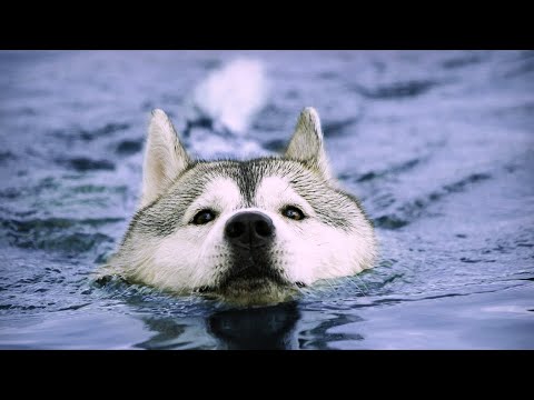 СОБАКУ УНЕСЛО ТЕЧЕНИЕМ РЕКИ / ХАСКИ БОИТСЯ ПЛАВАТЬ