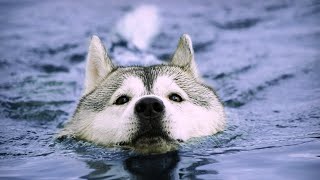 видео: СОБАКУ УНЕСЛО ТЕЧЕНИЕМ РЕКИ / ХАСКИ БОИТСЯ ПЛАВАТЬ картинка: СОБАКУ УНЕСЛО ТЕЧЕНИЕМ РЕКИ / ХАСКИ БОИТСЯ ПЛАВАТЬ