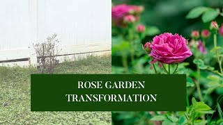 From Bare To Beautiful: My Rose Garden Setup Journey by Auyanna Plants 118 views 1 month ago 16 minutes