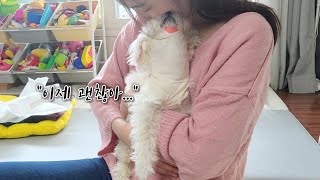 한 달만에 집에 돌아온 강아지를 끌어안고 울다가 감동받아버렸어요... A dog that came back to the family in a month