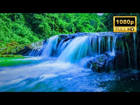 Amazon 4K 🌿 The World’s Largest Tropical Rainforest - Scenic Relaxation Film with Nature Sounds