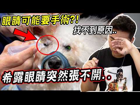 [EMERGENCY] Selu’s eye is in so much pain she can’t open it.. Doctor says she might need surgery....