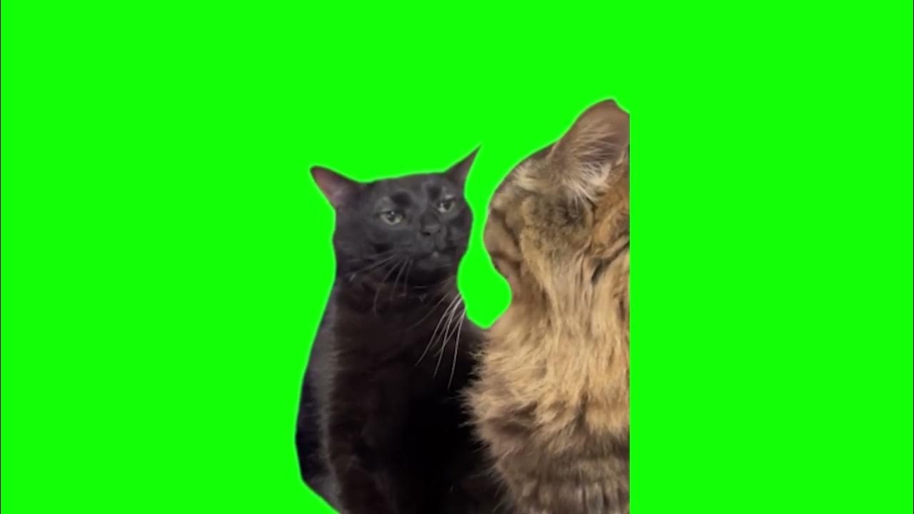 Green Screen Black Cat Zoning Out Meme YouTube
