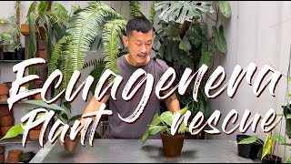 Ecuagenera Plant Haul, Rehab In Indonesia - With Happy and Sad Updates