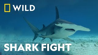 FinToFin Combat | Bull Shark Vs Hammerhead | National Geographic Wild