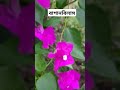 বাগানবিলাস ফুল🌼। #viralvideo #plants #video #garden #bougainvillea