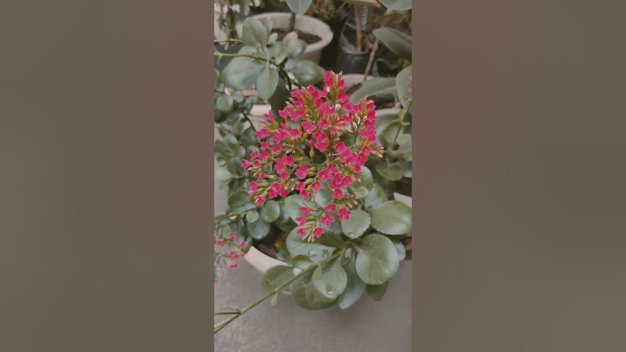 how-to-pronounce-kalanchoe-plant-youtube