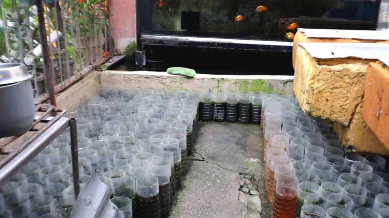 Old School Breeder 'Quality bloodline'Puro padakot na 150 WS ni RedsPh Ngayon lang to!